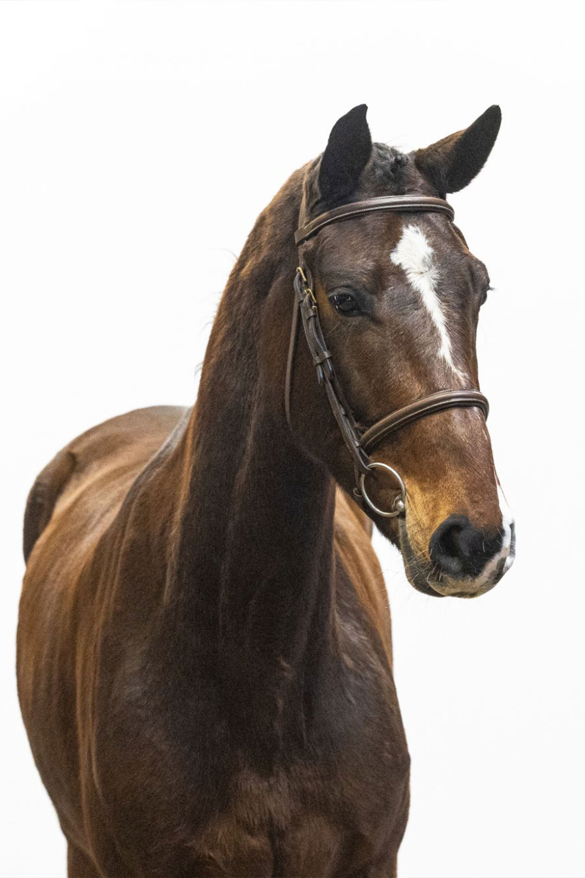 Femmina Baio ANDIRA WP Z Zangersheide venduto