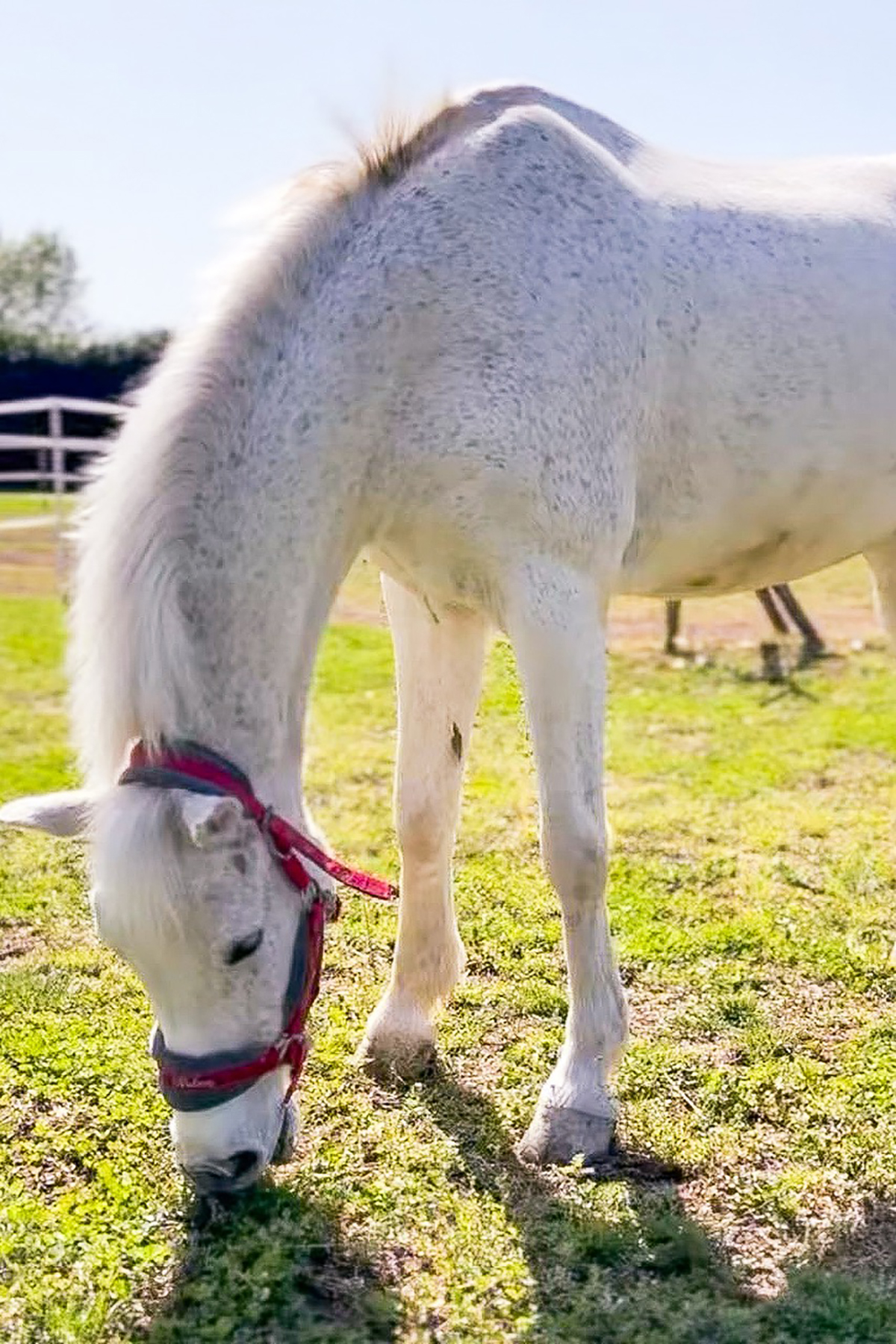 Belgian Warmblood pony Maschio grigio BENTO VAN ARENBERG scuola