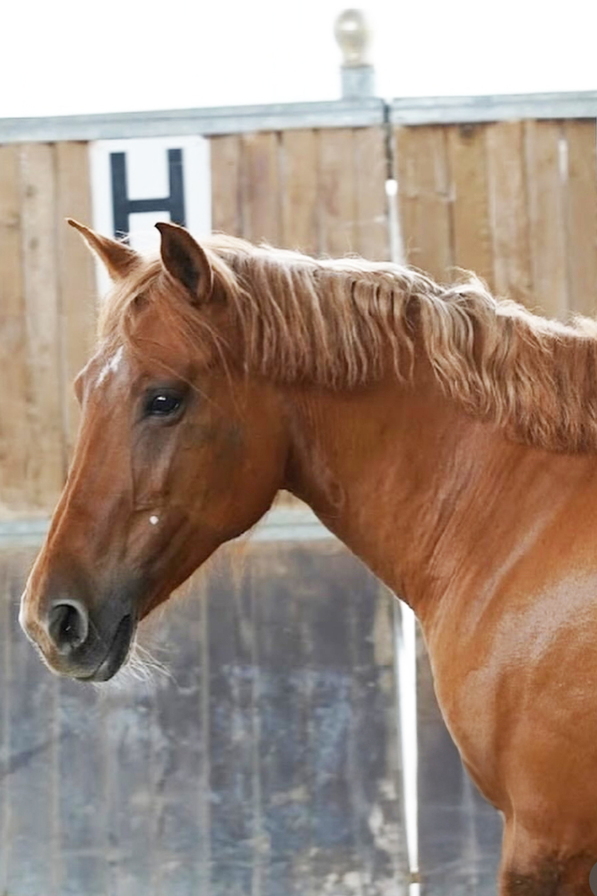 Sella Italiano femmina Sauro BETTY BOOP scuola