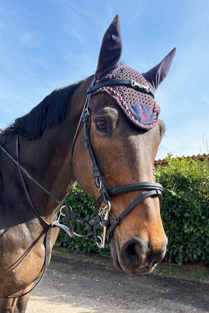 KWPN maschio Baio DINO