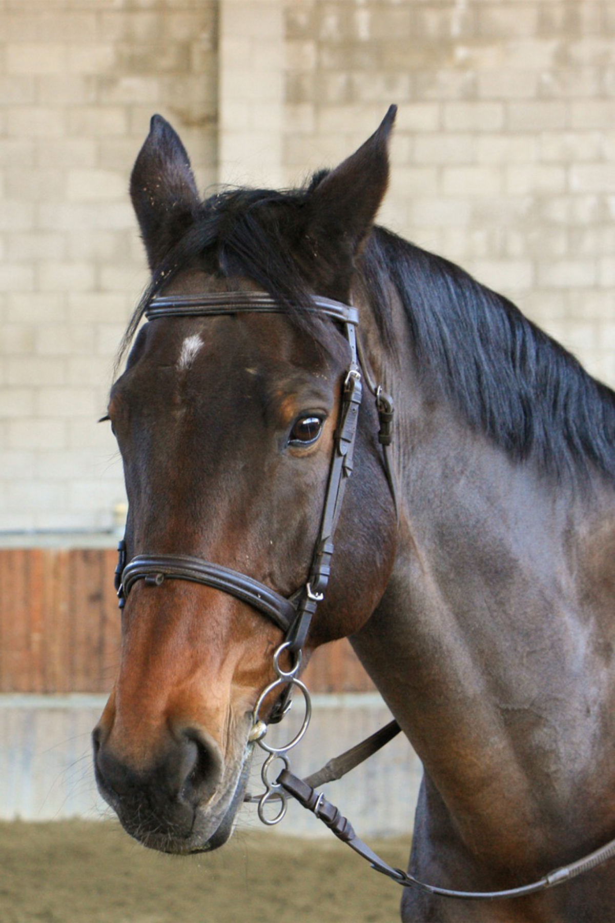 Maschio Baio GUY KWPN