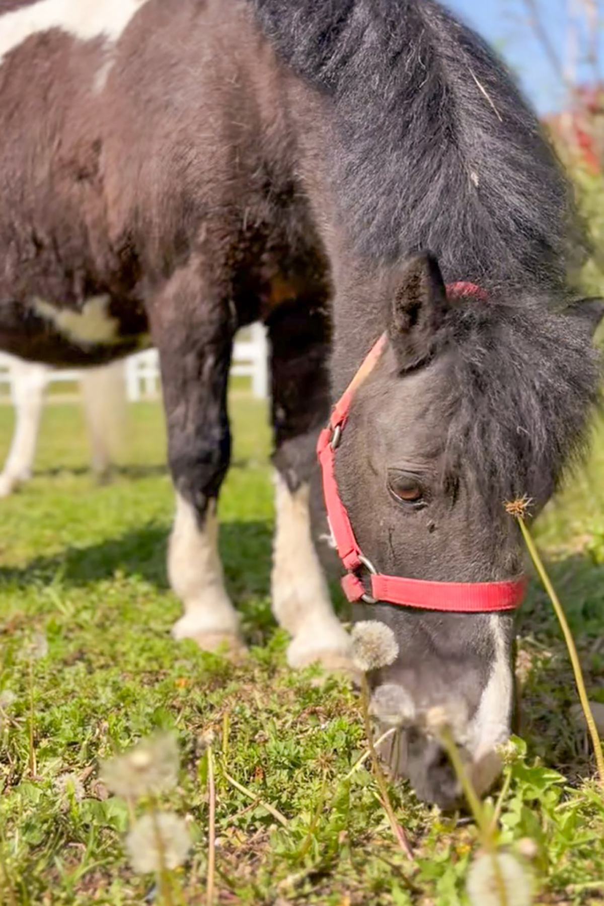 Shetland femmina pezzato ISOTTA scuola