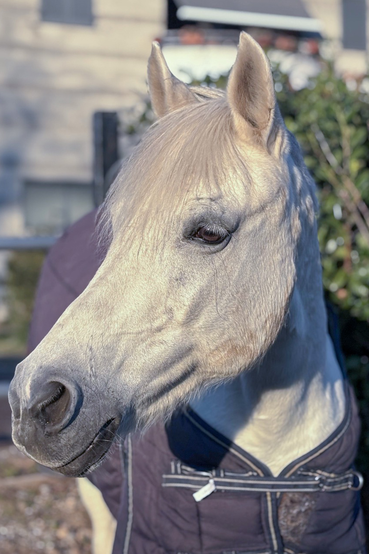 Pony femmina grigio LADY scuola