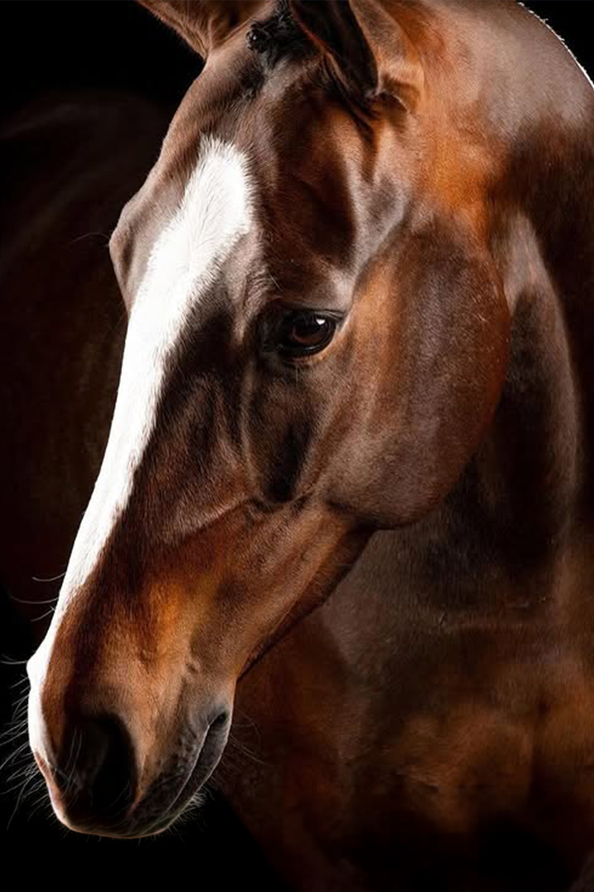 Femmina Baio Larona JB KWPN