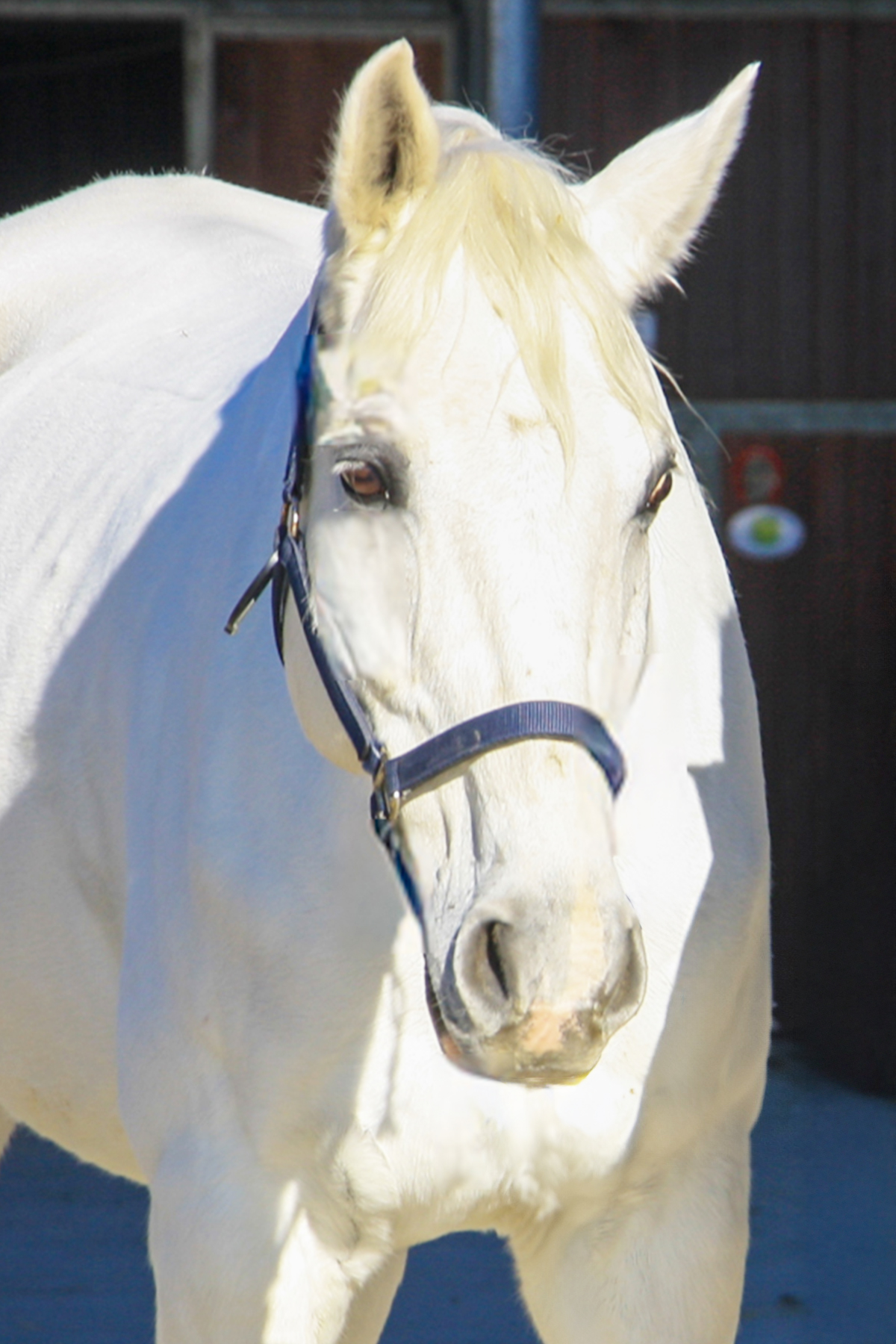Maschio grigio LEVISSIMO Sella Italiano fida