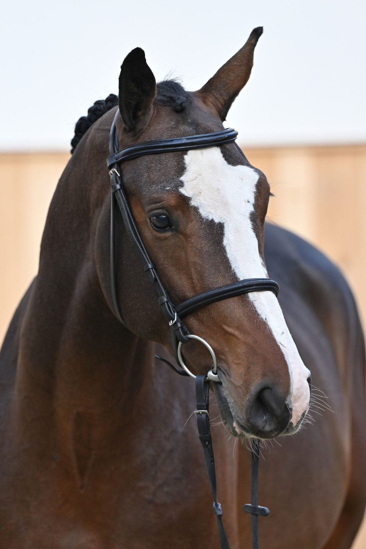 Maschio Baio LOOK AT ME DE LORETTE Z venduto