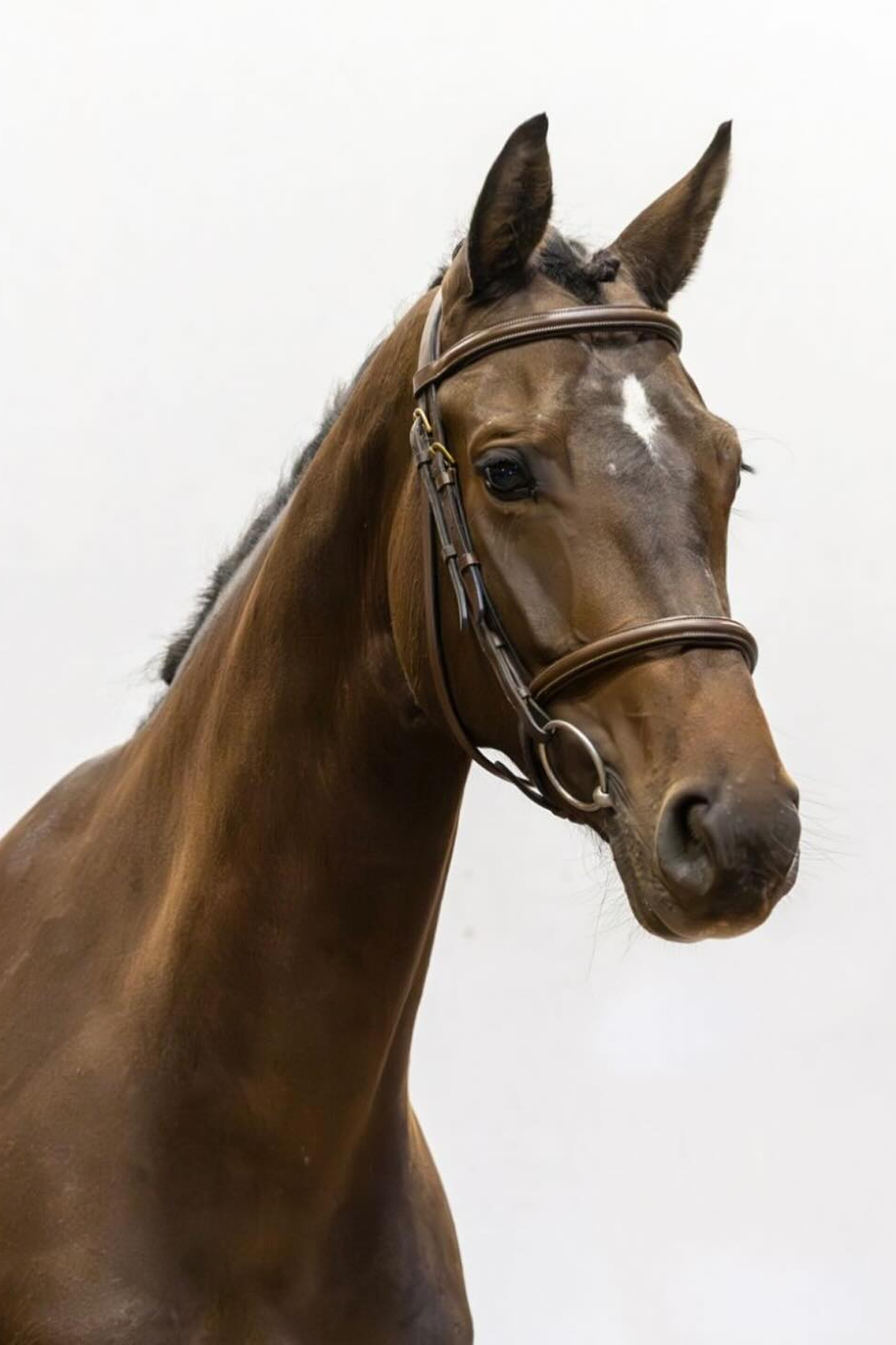 Cavallo femmina Baio Scuro OLLYANDRA D KWPN