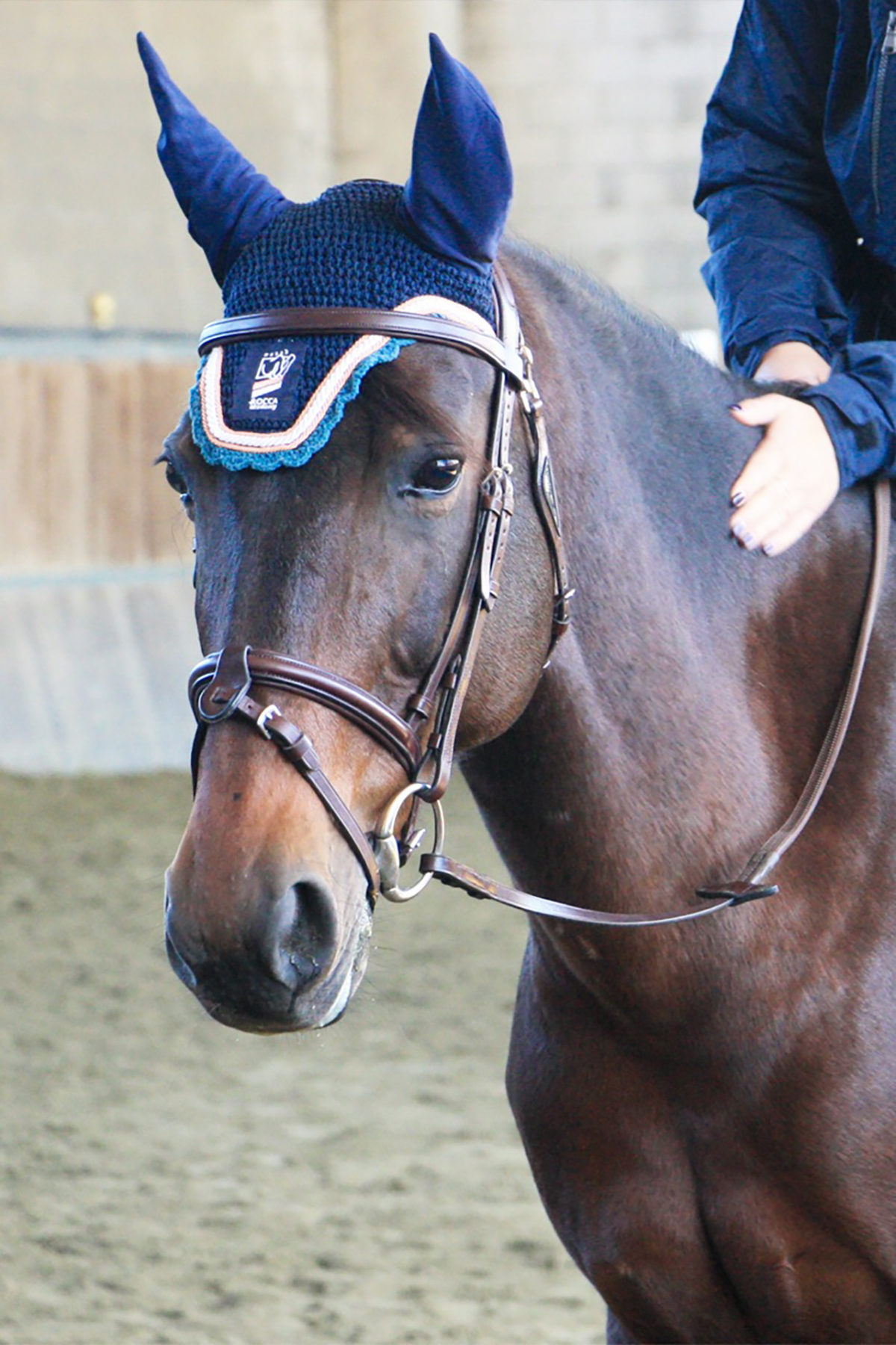 Sella Italiano femmina Baio BOHEMIAN RHAPSODY