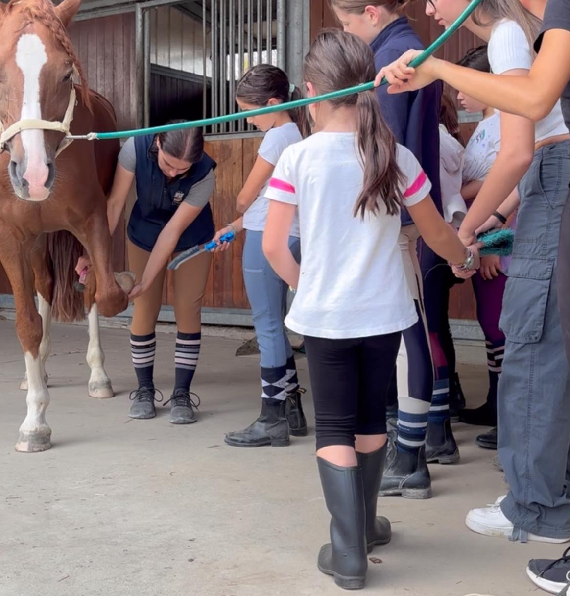 lezioni di equitazione e cura del cavallo