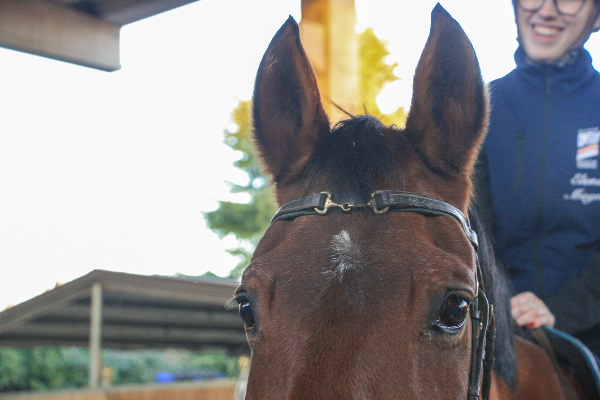Maneggio esterno della scuola di equitazione