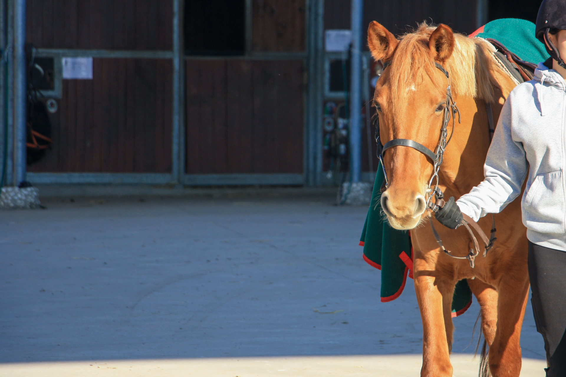 Attività di gruppo per cavalli e cavalieri