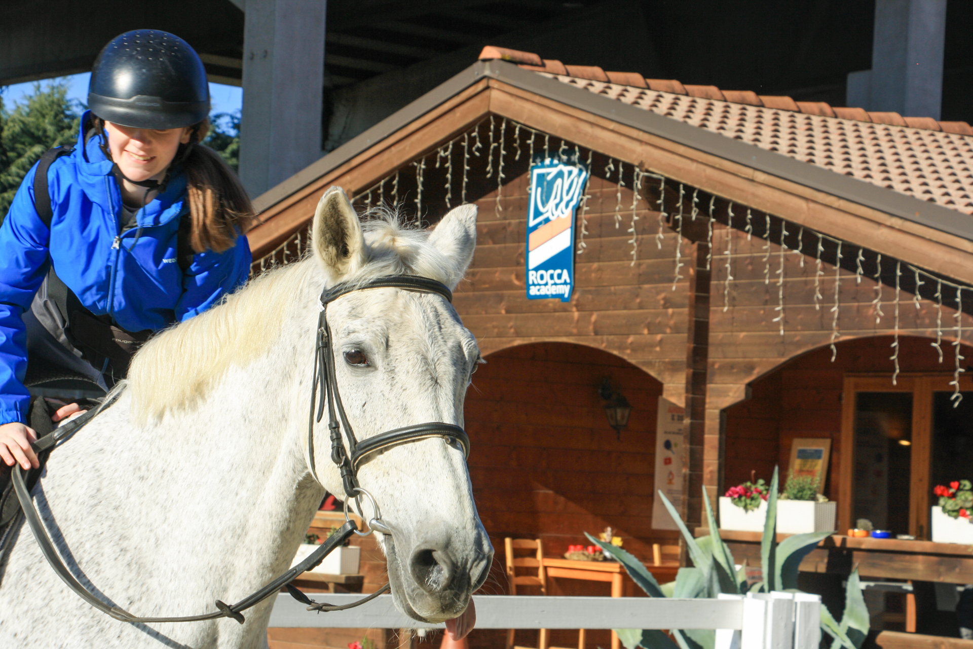 Cavalli al paddock nella scuola di equitazione