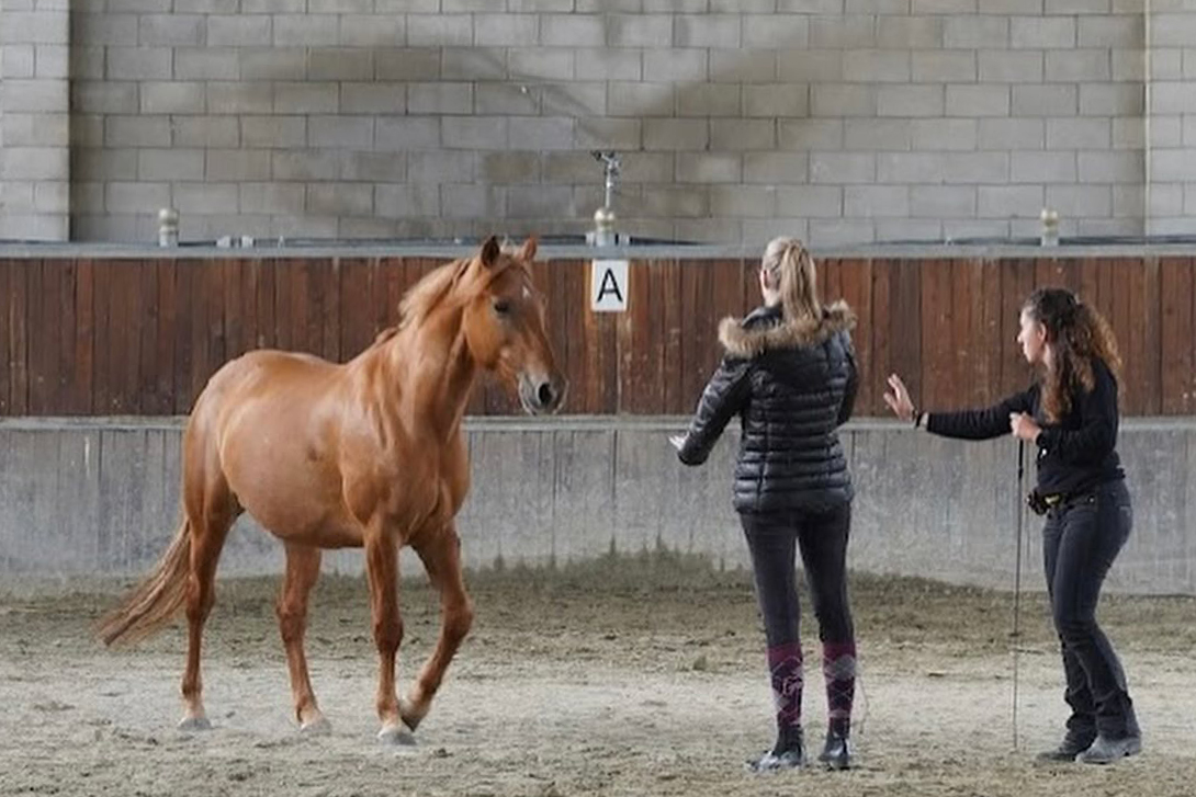 Stage di equitazione Equestri, lavoro a terra e in sella