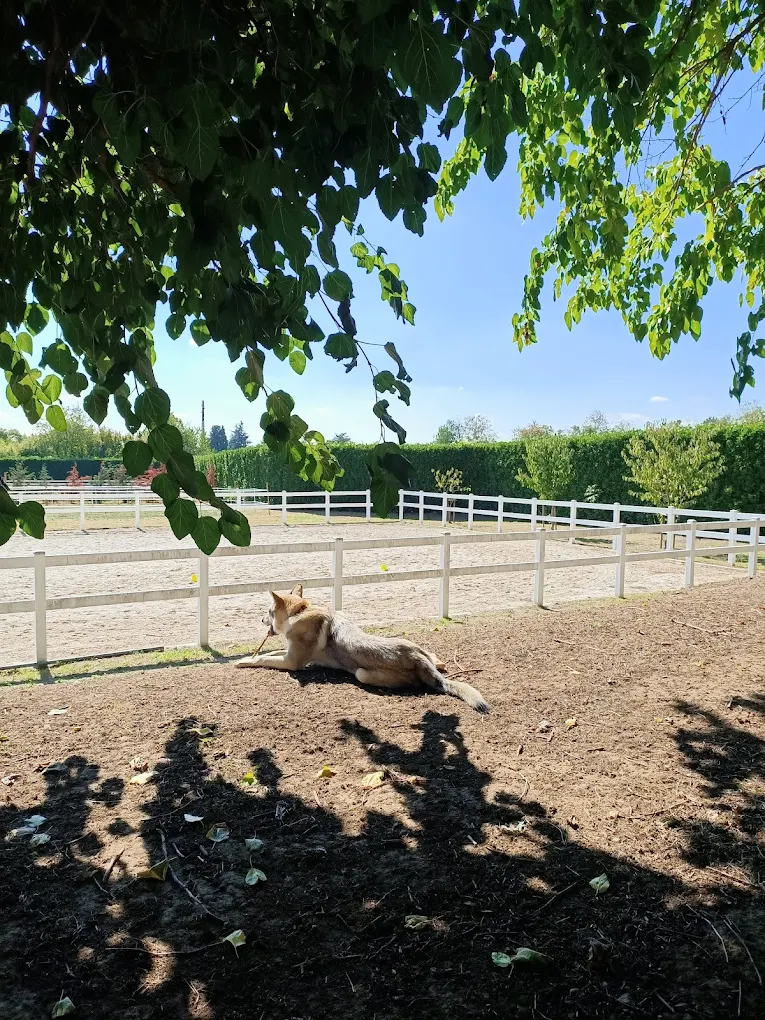 Panoramica del campo esterno sicuro e funzionale per cavalli