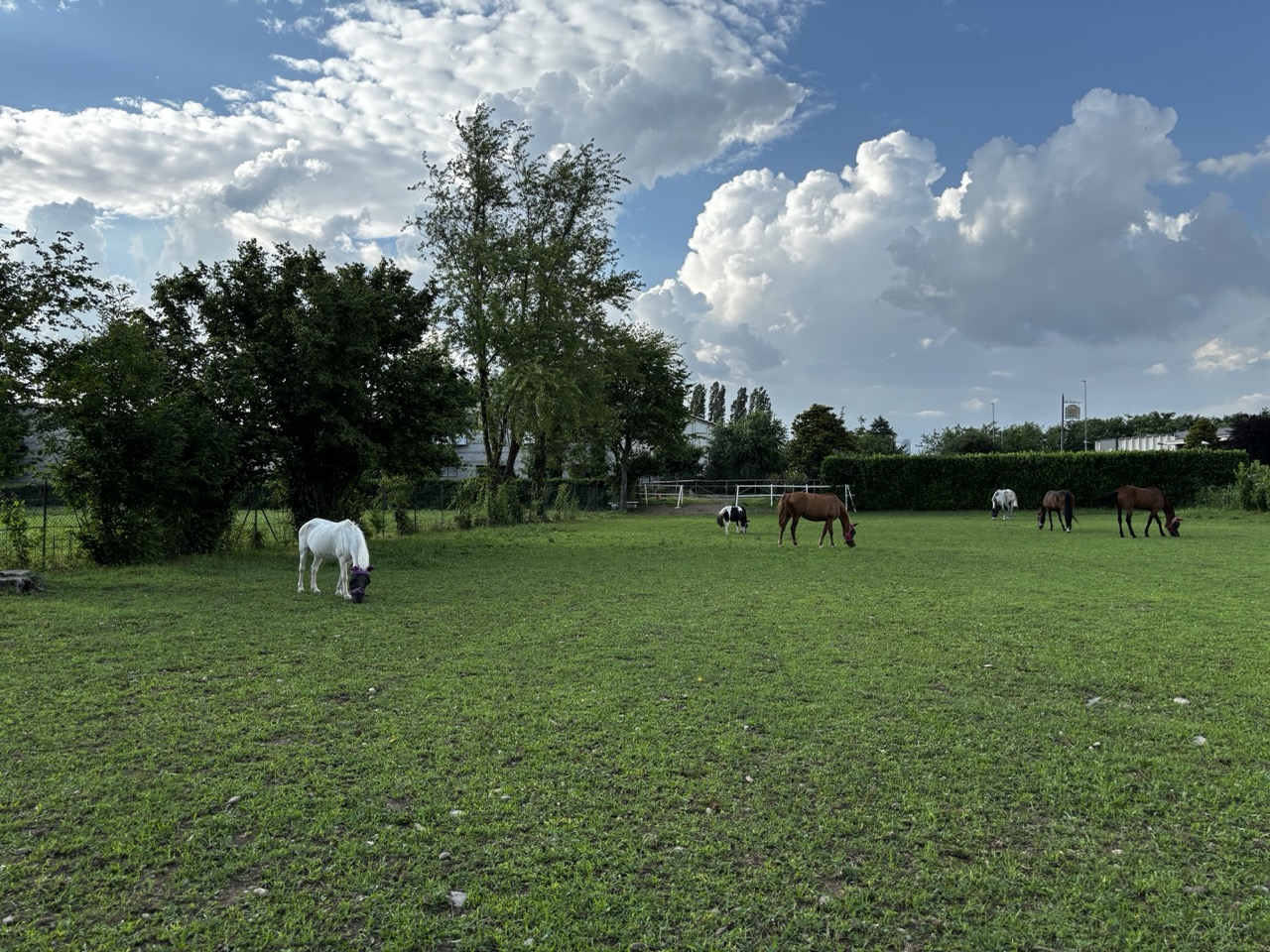 Paddock all’aperto per il benessere e il movimento dei cavalli