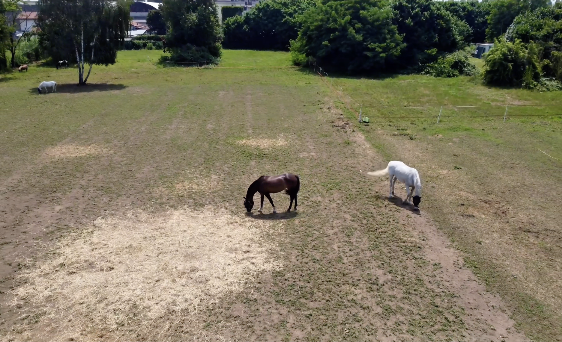 Paddock spazioso con gestione attenta dei cavalli