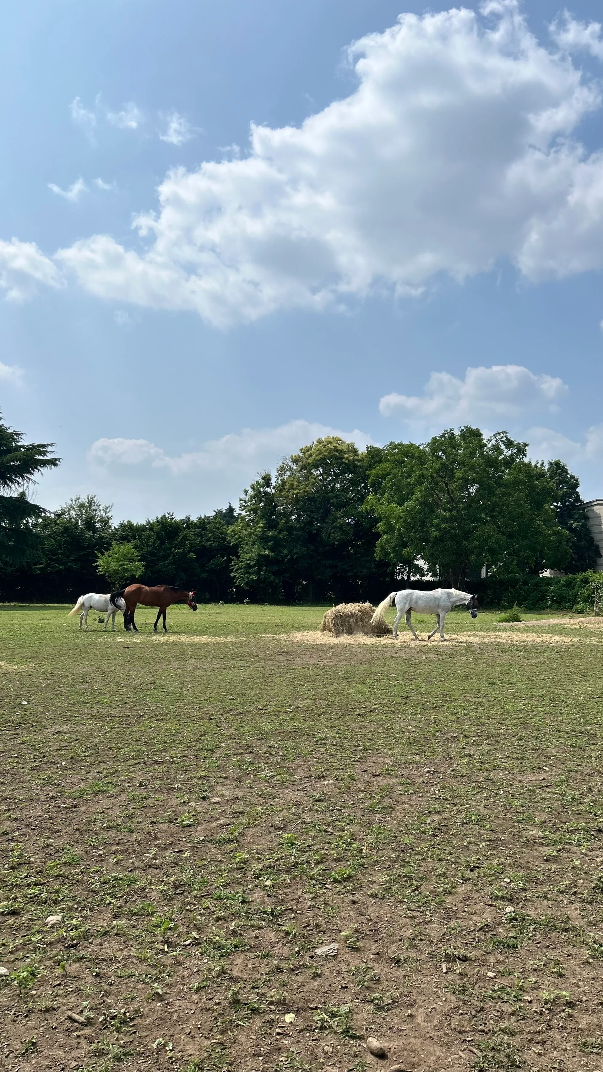 Area paddock per cavalli in un ambiente naturale e sicuro