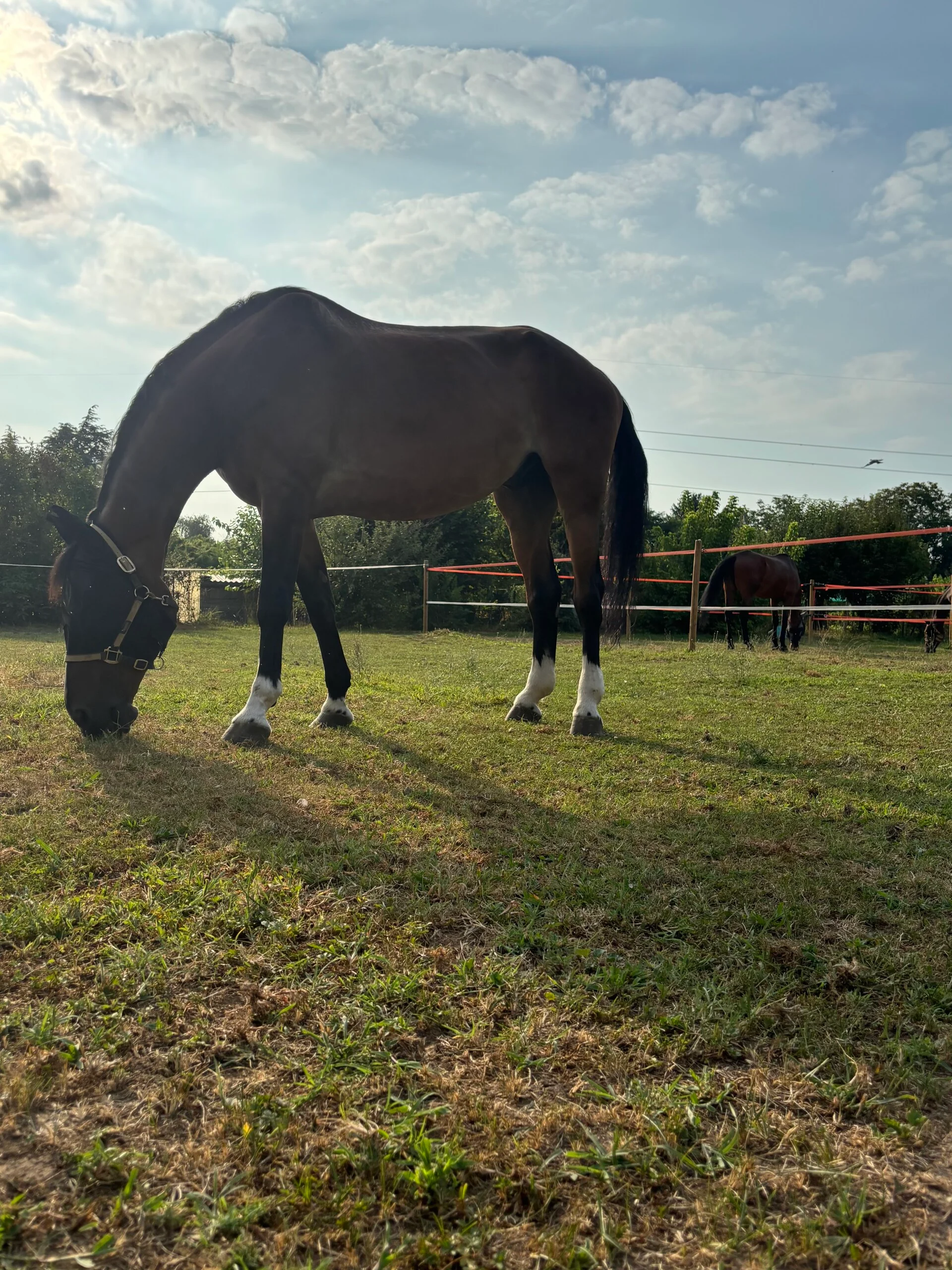 Paddock organizzati per garantire tranquillità e comfort ai cavalli