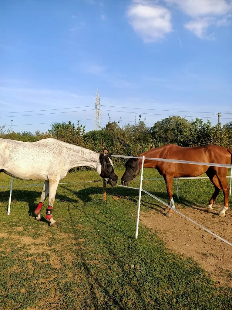 Spazi esterni dedicati al benessere quotidiano dei cavalli