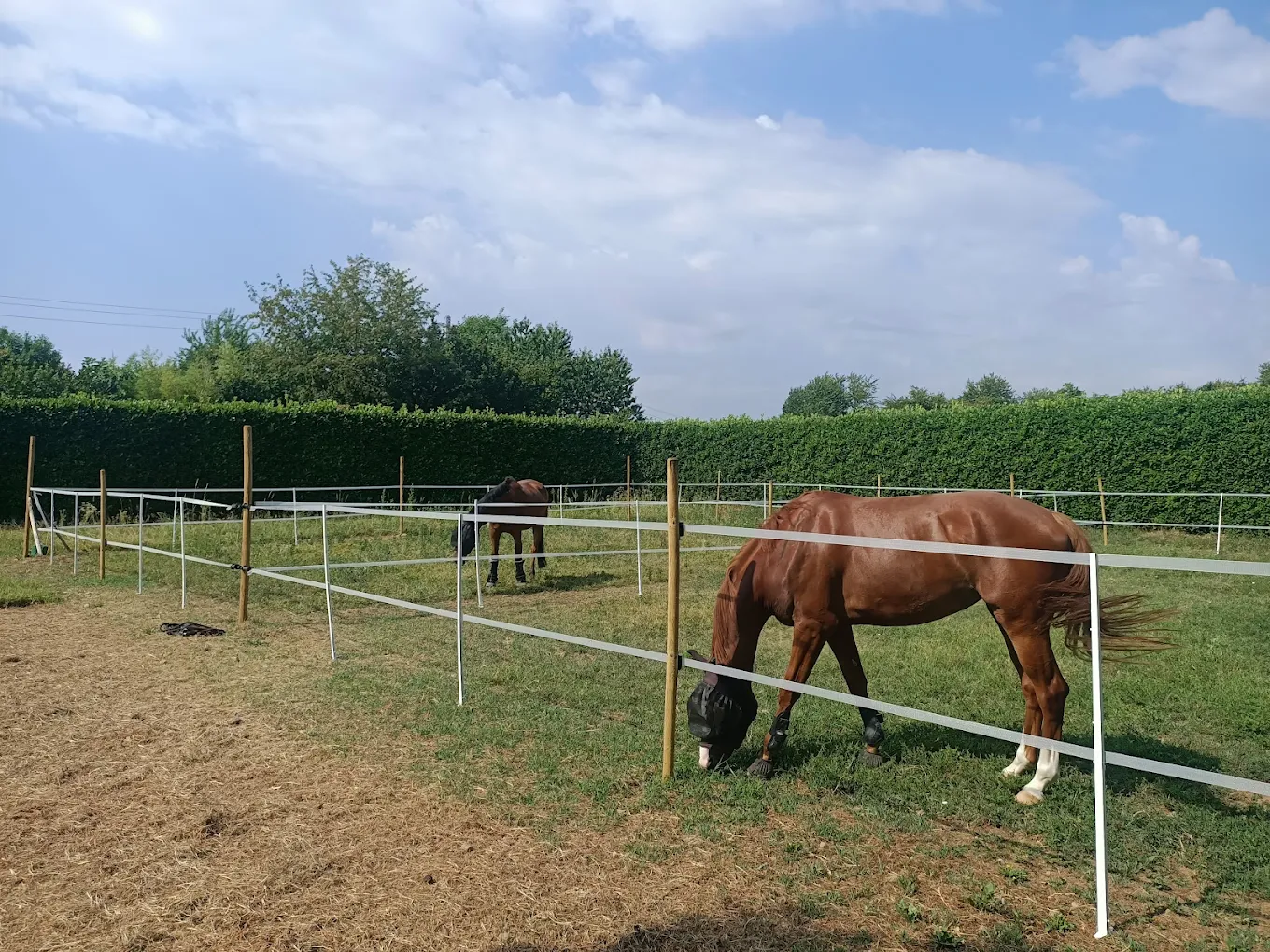Gestione dei paddock orientata alla salute e al relax dei cavalli