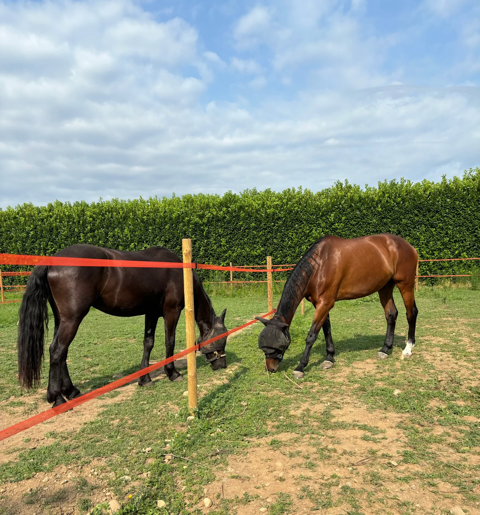Paddock curati e sicuri per cavalli sportivi e da scuola